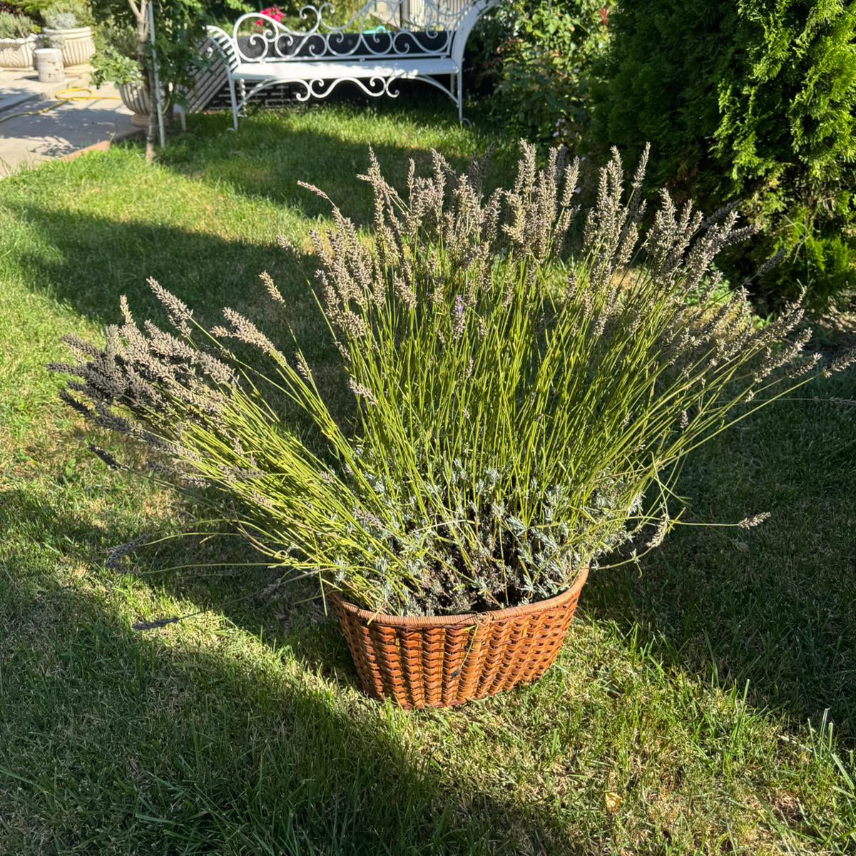 Tufă matură de lavandă Grosso – anul IV