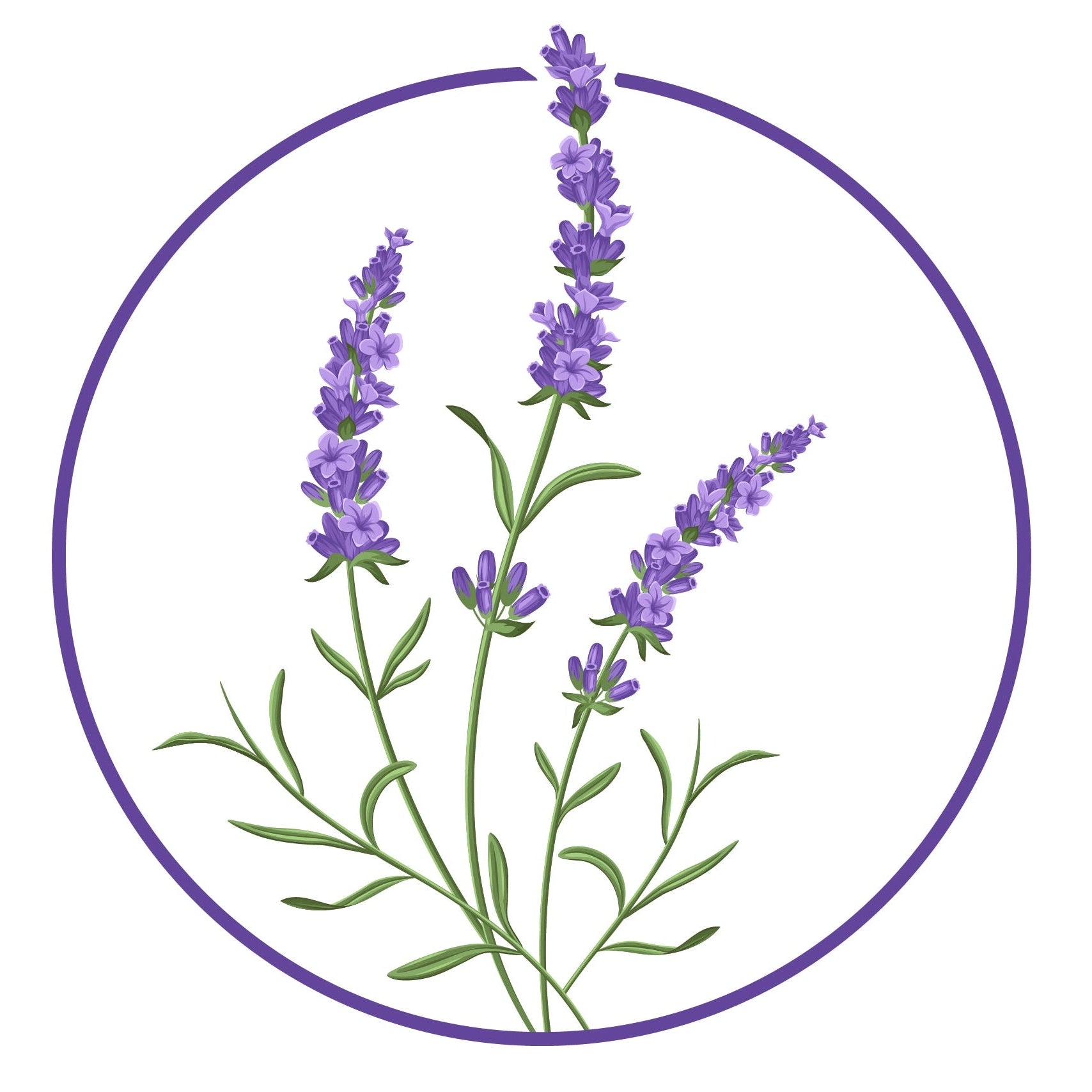 Lavander Provence