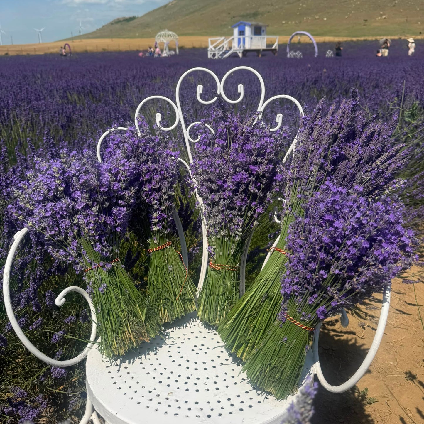 Buchet Mare de Lavandă Naturală – 1000 de fire Cules Manual din Câmpul Lavander Provence