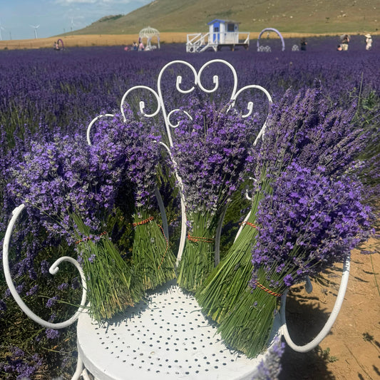 Buchet Mare de Lavandă Naturală – 1000 de fire