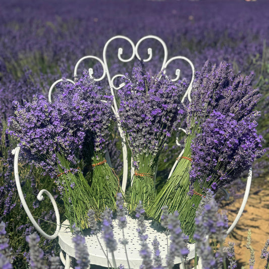 Buchet Mare de Lavandă Naturală – 1000 de fire