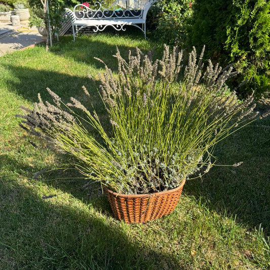 Tufă matură de lavandă Grosso – anul IV