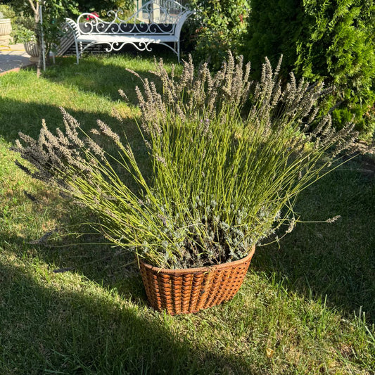Tufă matură de lavandă Grosso – anul IV