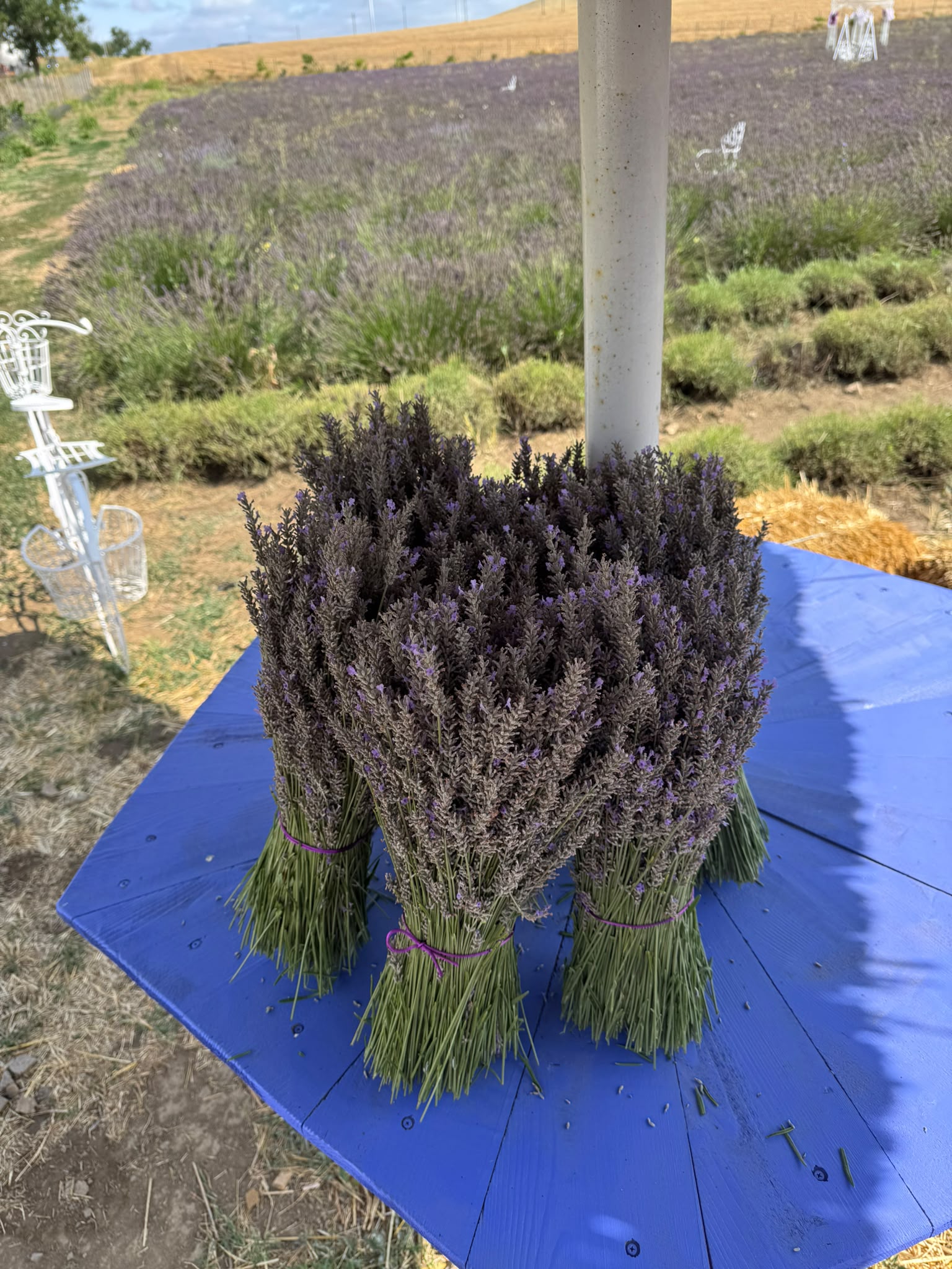 Buchet Mare de Lavandă Naturală – 1000 de fire