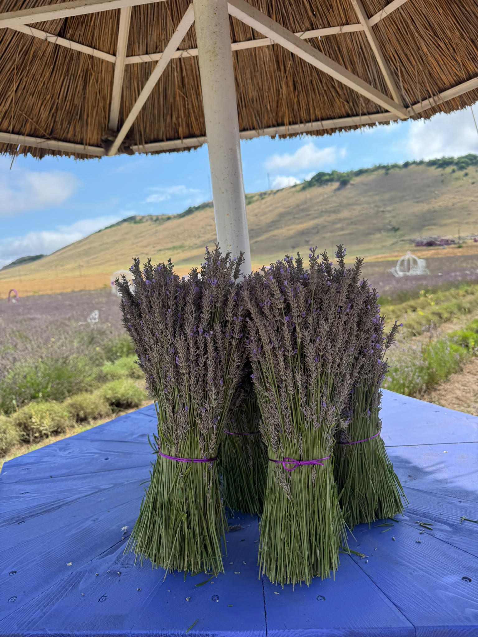 Buchet Mare de Lavandă Naturală – 1000 de fire